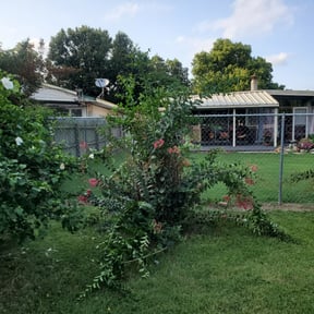 Bush Trimming by Enrique's Outdoor Maintenance reviewed on August 17, 2025