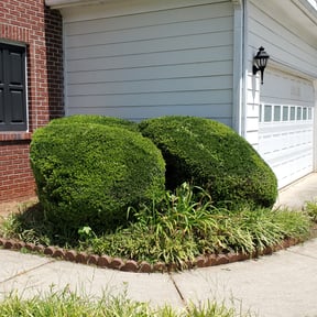 Bush Trimming by Posey Family Outdoor Services reviewed on August 21, 2025