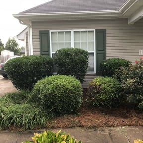 Bush Trimming by Forever Green FG LLC reviewed on February 15, 2026