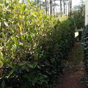 Bush Trimming by Jose Martinez landscape services reviewed on August 16, 2025