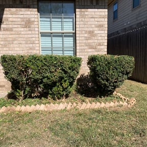 Bush Trimming by Sliced Lawn Care LLC reviewed on August 16, 2025