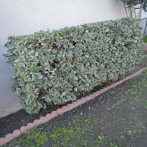 Bush Trimming by Hugheslandscaping reviewed on December 11, 2025