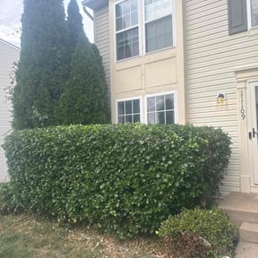 Bush Trimming by First Landscape reviewed on October 23, 2025