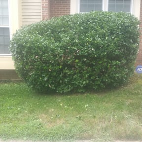Bush Trimming by CleanYard.Care reviewed on August 15, 2025