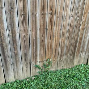Bush Trimming by Grass Man reviewed on August 20, 2025