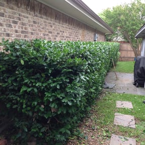 Bush Trimming by MY Landscaping & Lawn Care reviewed on August 19, 2025