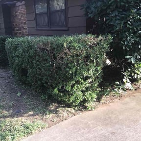 Bush Trimming by Vanlandingham Lawn Care & Services reviewed on August 21, 2025