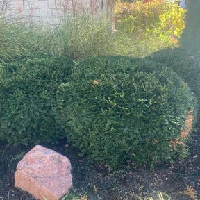 Bush Trimming by Felo Pride lawn services reviewed on October 23, 2025