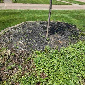 Flower Bed Weeding by Above &amp; Beyond LLC reviewed on July 8, 2026