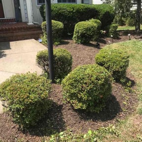 Bush Trimming by 4 seasons concepts LLC reviewed on August 15, 2025