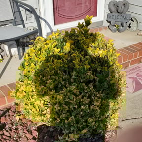 Bush Trimming by Three Brothers Landscape and Design reviewed on August 15, 2025