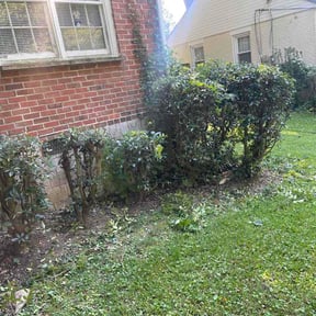 Bush Trimming by MTG Property Services reviewed on August 25, 2026