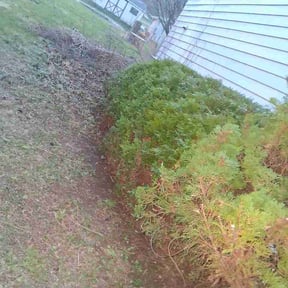 Bush Trimming by Brian B's Lawn Care reviewed on April 7, 2026