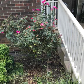 Bush Trimming by Let it Grow Landscaping reviewed on August 16, 2025