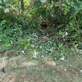 Leaf Removal by All yards reviewed on September 25, 2025