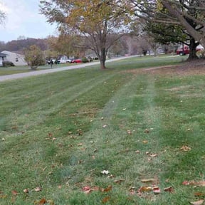 Leaf Removal by deeper roots lawncare reviewed on November 20, 2025