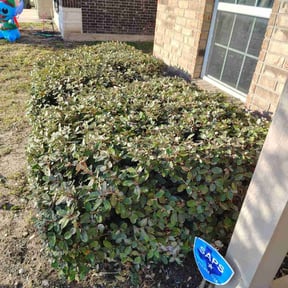 Bush Trimming by Aaron&#039;s Landscaping &amp; Tree Service&#039;s reviewed on October 21, 2025