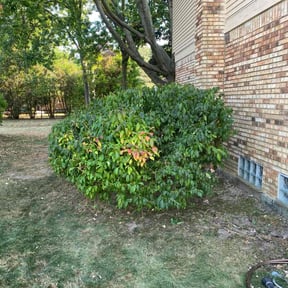 Bush Trimming by Joseph Fullner reviewed on November 9, 2025