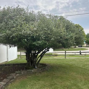 Bush Trimming by Bay Land &amp; Trees Llc. reviewed on October 20, 2025