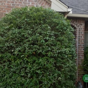 Bush Trimming by Gumaso’s landscaping &gardening services reviewed on August 17, 2025