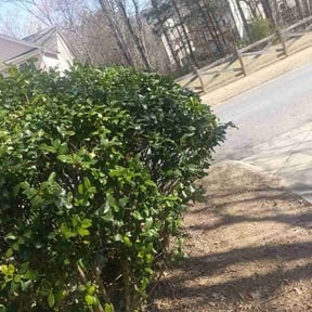 Bush Trimming by BCS Lawn Barber and Etc reviewed on March 23, 2026