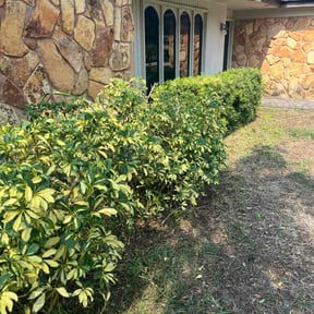 Bush Trimming by The customer first reviewed on November 20, 2025