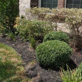 Bush Trimming by Garden Hoez reviewed on November 22, 2025