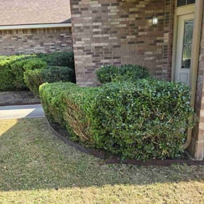 Bush Trimming by KCsLawncare reviewed on August 17, 2025