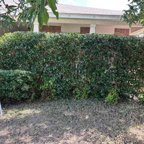 Bush Trimming by Florida Boyz Services reviewed on October 21, 2025