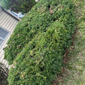Bush Trimming by Green Is Growth reviewed on April 29, 2026