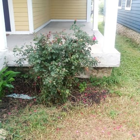 Bush Trimming by Roots of the Earth Inc. reviewed on November 24, 2025