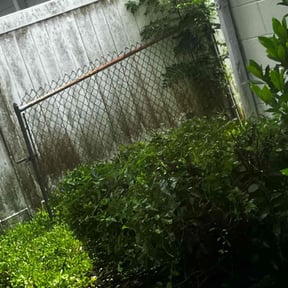 Bush Trimming by Top Cuts Lawncare reviewed on August 16, 2025