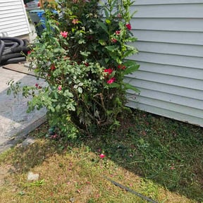 Bush Trimming by M n&#039; M Lawn Services reviewed on November 18, 2025