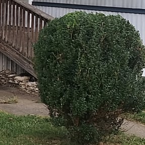 Bush Trimming by A &amp; B Premier Lawncare reviewed on November 18, 2025