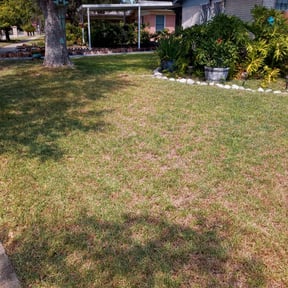 Bush Trimming by james lawn service reviewed on December 4, 2025