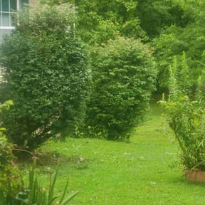 Bush Trimming by Junk &amp; Lawn HD LLC reviewed on December 15, 2025