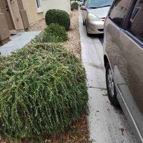 Bush Trimming by Vexs Lawncutters reviewed on October 19, 2025