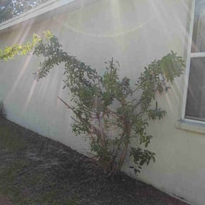 Bush Trimming by Above Blessing Landscaping reviewed on November 7, 2025