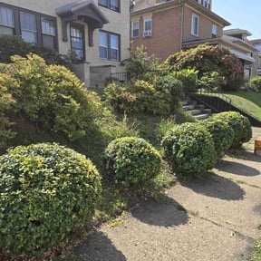 Bush Trimming by SmartGrass Combined Outdoor Services reviewed on August 21, 2025