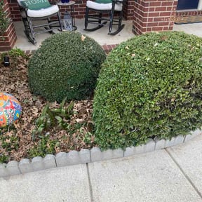 Bush Trimming by Natures Own reviewed on March 31, 2026