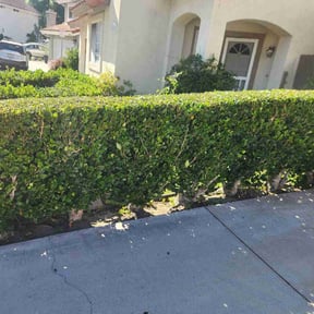 Bush Trimming by Texas Rose Lawn Care reviewed on August 20, 2025