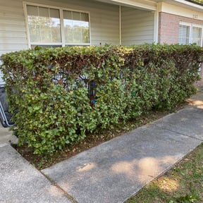 Bush Trimming by A Closer Look Residential Inspections LLC reviewed on August 15, 2025