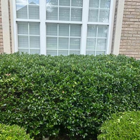 Bush Trimming by QUALITY CUTS reviewed on August 18, 2025