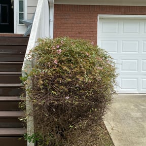 Bush Trimming by A_B Landscape Maintenance reviewed on August 21, 2025