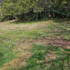 Leaf Removal by Millennium_11 Services reviewed on May 27, 2026