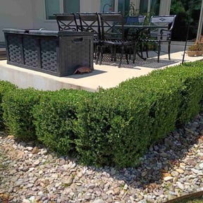 Bush Trimming by Choice Specialties LLC reviewed on August 20, 2025