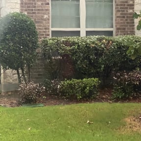 Bush Trimming by Heavenly Lawns By Jesus reviewed on August 21, 2025