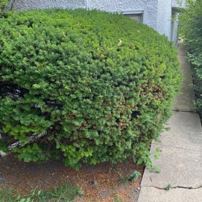 Bush Trimming by Goat Quality Services & Lawn Care reviewed on August 20, 2025
