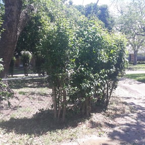 Bush Trimming by Fischer Landscape Design and Lawn Maintenance reviewed on August 15, 2025
