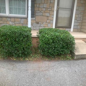 Bush Trimming by Mann & Shelton Enterprises reviewed on August 21, 2025
